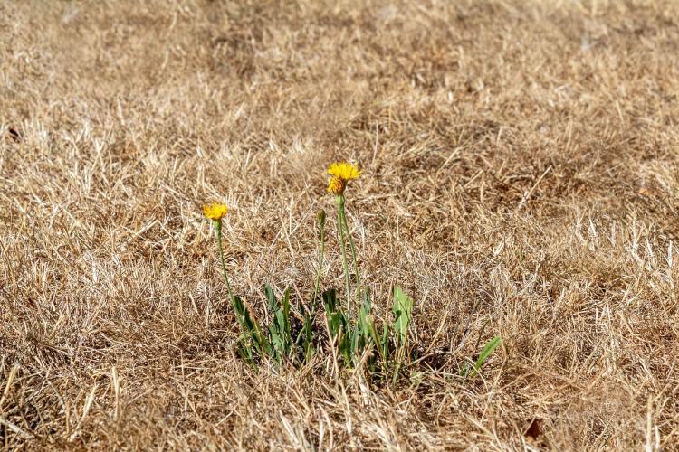 Dry, dead grass with a dandelion growing among it.