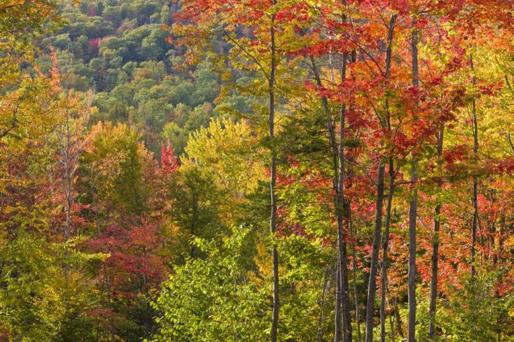 Fall foliage - hardwoods