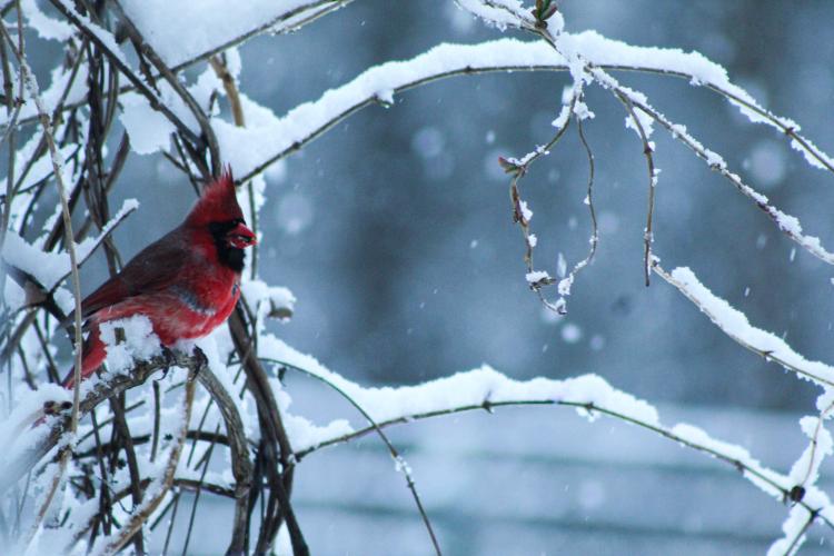 A male cardinal rests amongst snow covered branches
