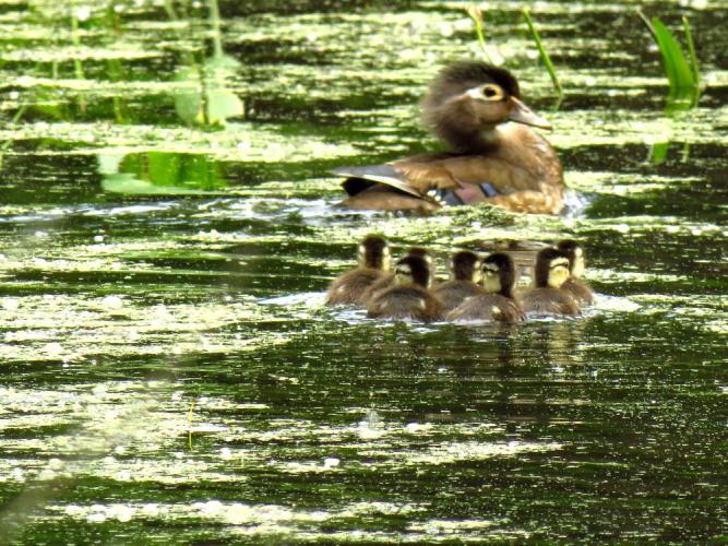 Wood duck hen with brood of ducklings on water