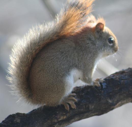 Red squirrel perches on a tree branch 