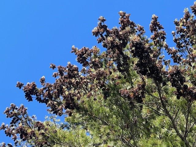 white pine cones